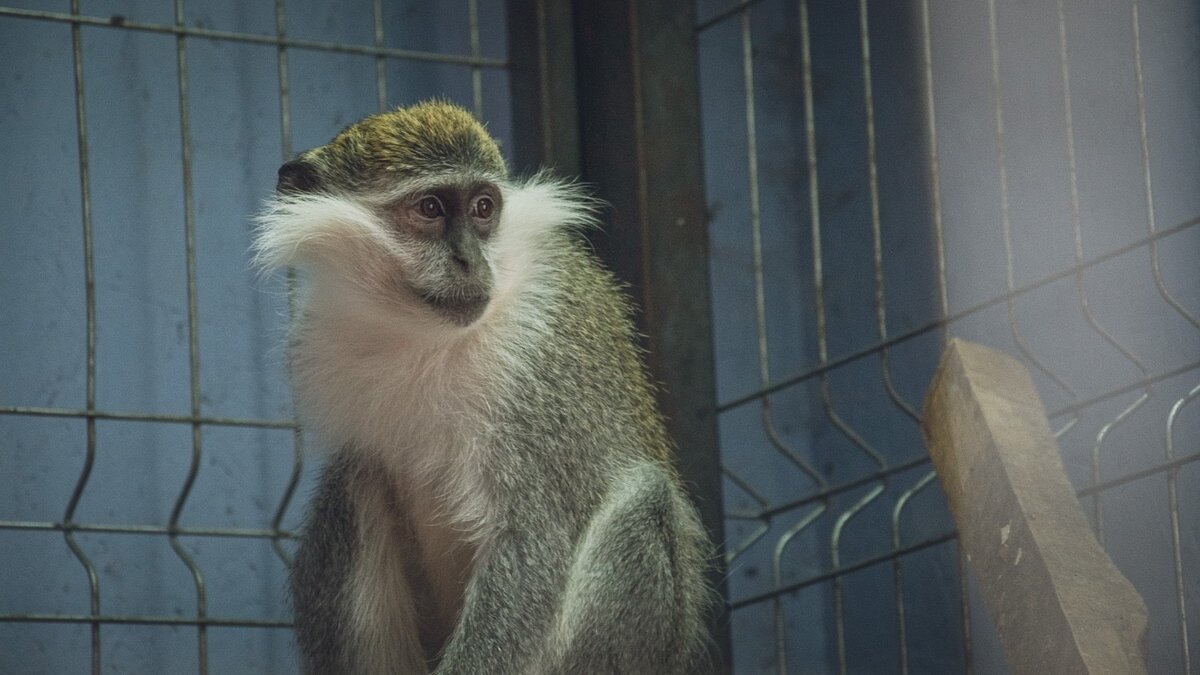     Спасенную от контрабандистов зеленую мартышку Полину привезли в казанский зооботсад «Река Замбези». Об этом пишет портал «НовостиВолгограда» со ссылкой на приют «Дино».