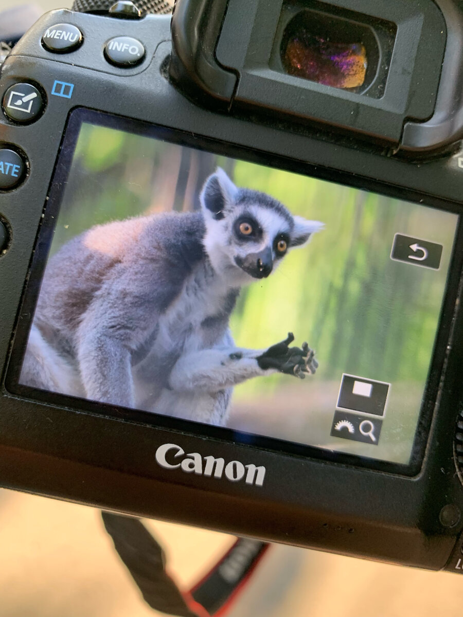 Задумчивый лемур 