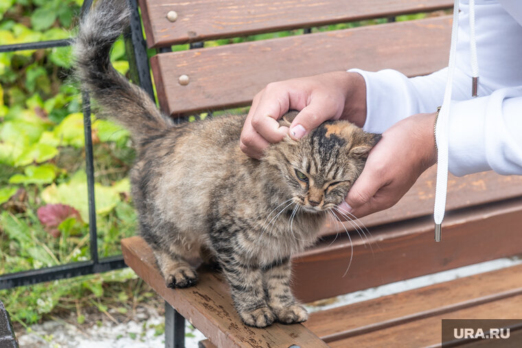    В Перми состоится выставка кошек и собак из приютов