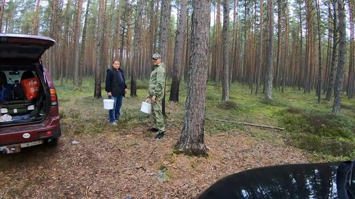 Большой и дружной компанией снова посетили красивый лес в Кингисеппском районе. Грибов много и отдых отличный.