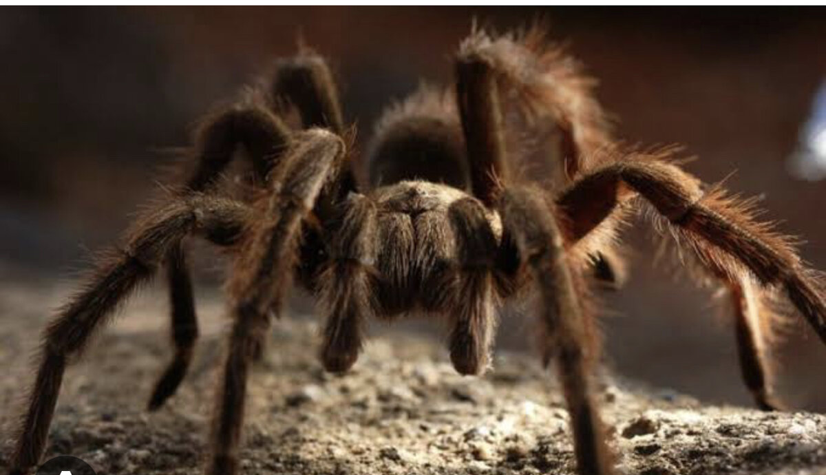 Фото из интернета 