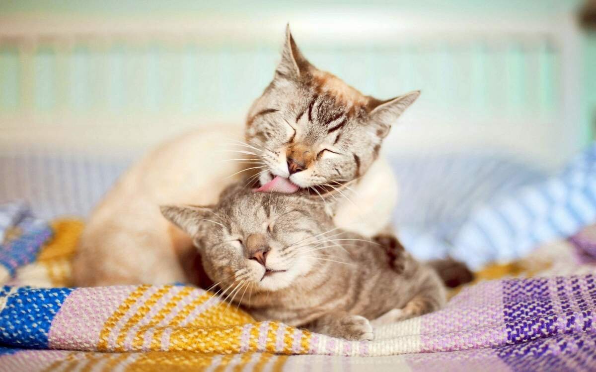 источник фото: https://kotello.ru/wp-content/uploads/2016/07/koshka-ili-kot-kto-luchshe-kotello.ru-004.jpg
