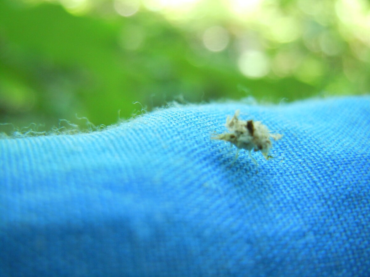 В этом 2023 году на упавшем листе бука заметил вот таких пушистиков. Часть их распушены, а некоторые как бы втянуты и похожи на бритвенные помазки. На обратной стороне листа вид такой.-8