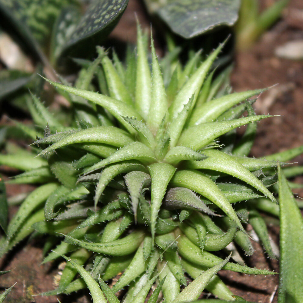Haworthia angustifolia minima