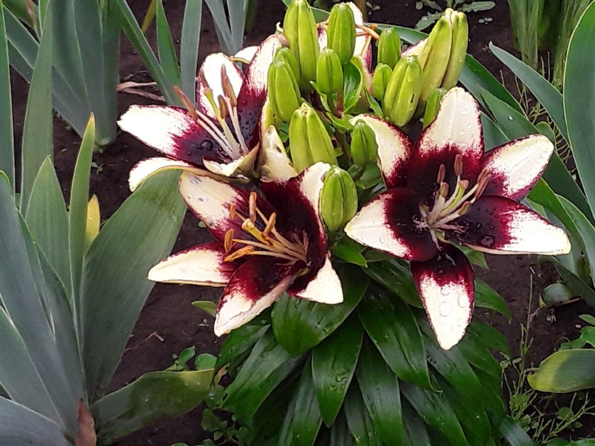 Лилия азиатская низкорослая, сорт Curitiba - фасциация, замеченная читателем