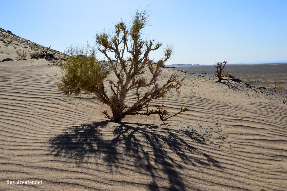Саксаул зайсанский. Цветы у саксаула мелкие и не фотогеничные)).