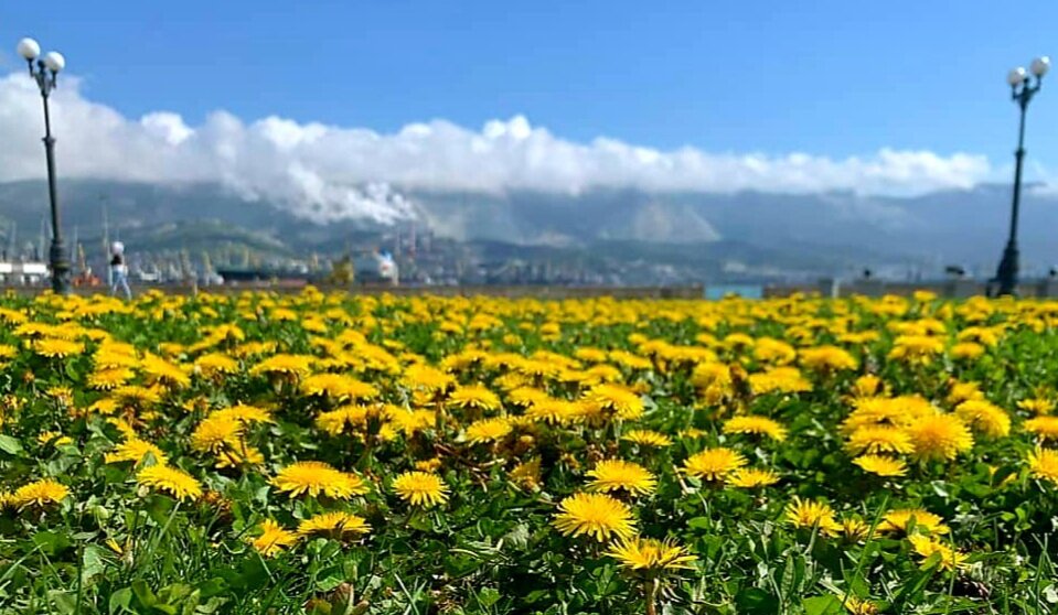 в Новороссийск пришла весна фото @novosti_novorossiyska