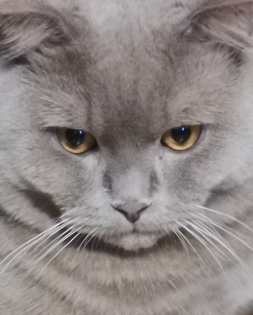 Чтобы нравиться девушкам нужно быть умным, богатым  или котом