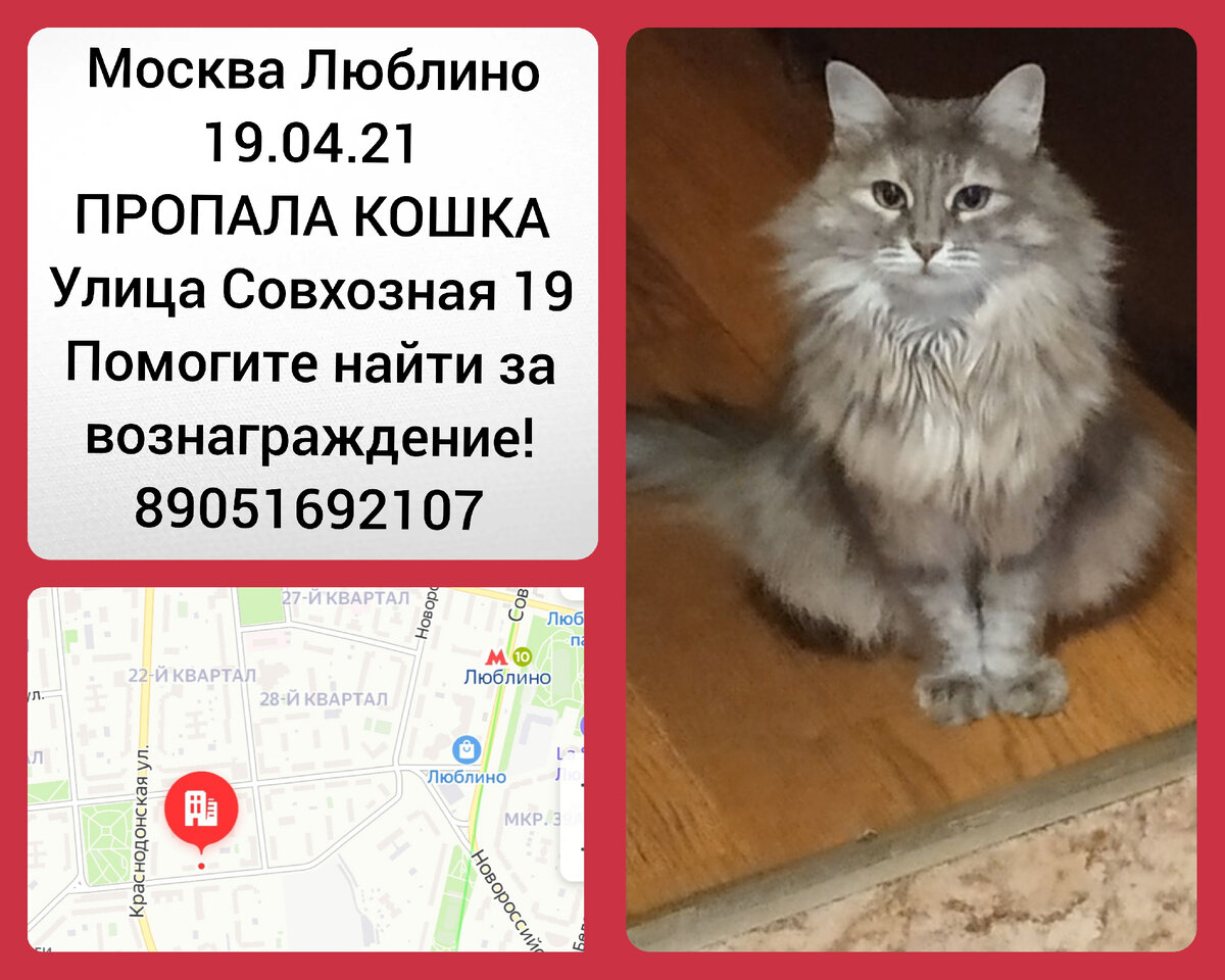 пропала кошка объявления помогите найти. котята над которыми издевались. кафе с кошками. кошки люблино. кошки люблино.