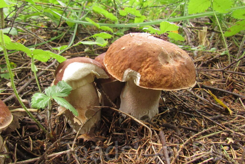 А за такое, в самом деле, и поблагодарить не грех (фото И.Лебединского)