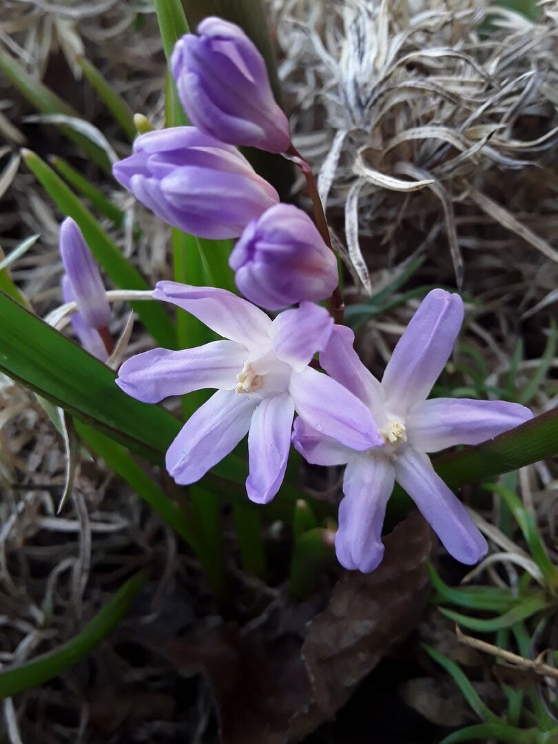 Хионодокса Rosea