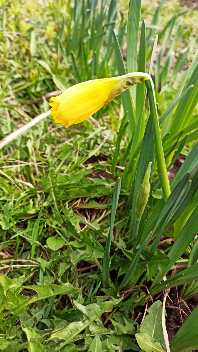 Фото автора. Нарцисс