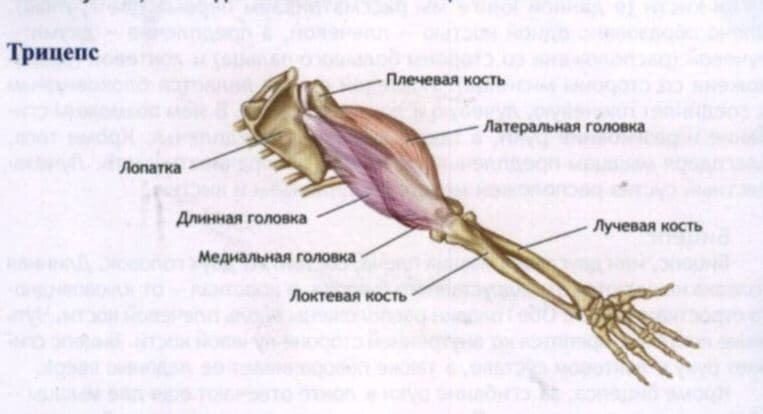Где находится левое предплечье фото у человека Левое предплечье