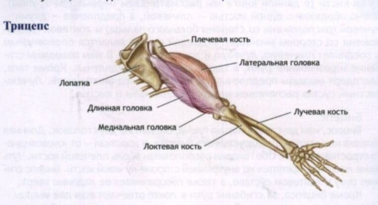 Находится предплечье. Предплечье человека. Предплечье где находится. Где расположено предплечье у человека. Анатомия предплечья человека.