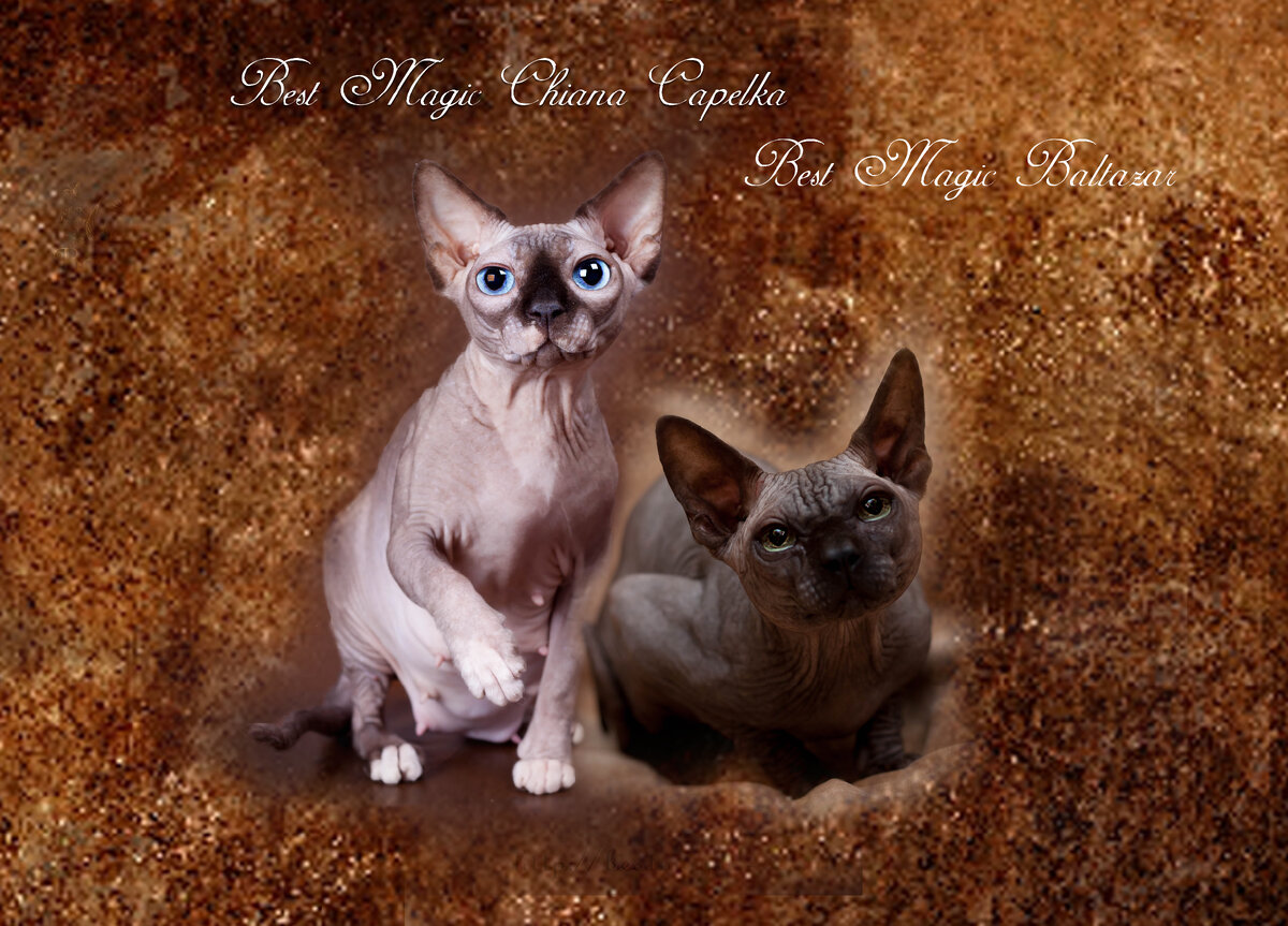 Best Magic Chiana Kapelka & Best Magic Baltazar