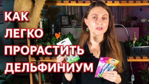 Как вырастить дельфиниум из семян