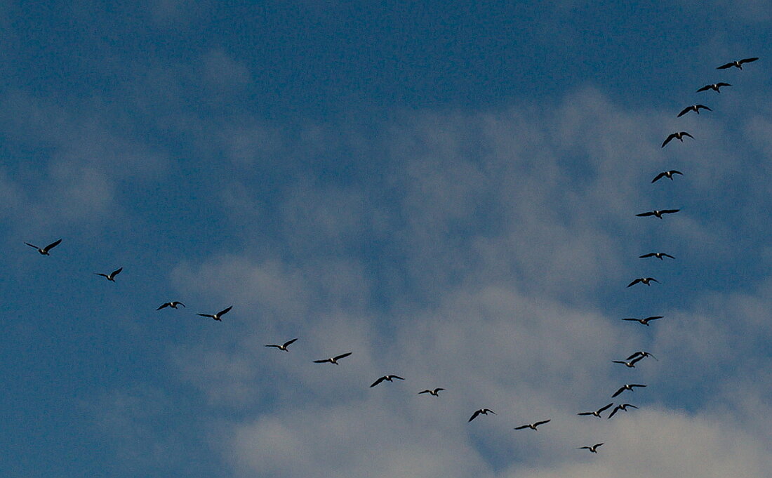 Где сейчас летит гусь 2024. Гуси летят клином. Таёжные птицы летят. Гуси летят на Юг. Стая гусей га Волгой в Самаре