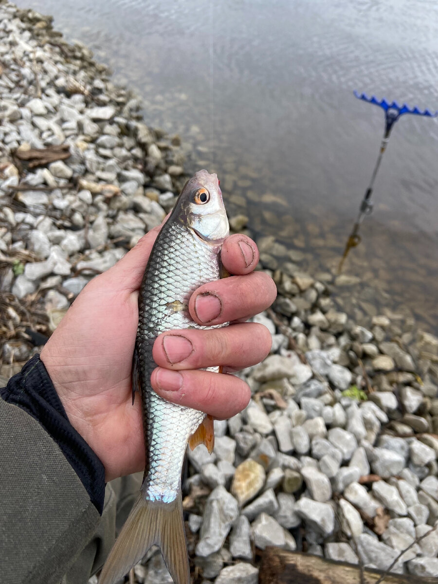 Весенняя плотвп