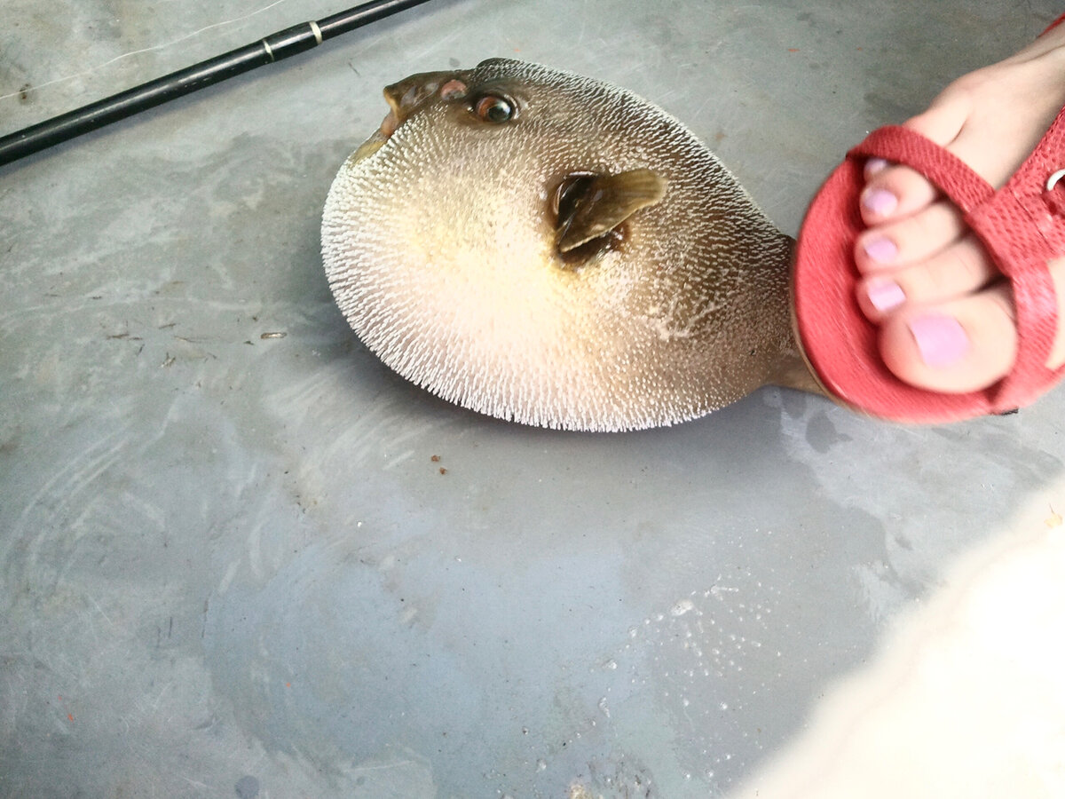 Однако, сейчас я понимаю, что индийская рыбка еще даже уступает по размеру средиземноморскому виду...