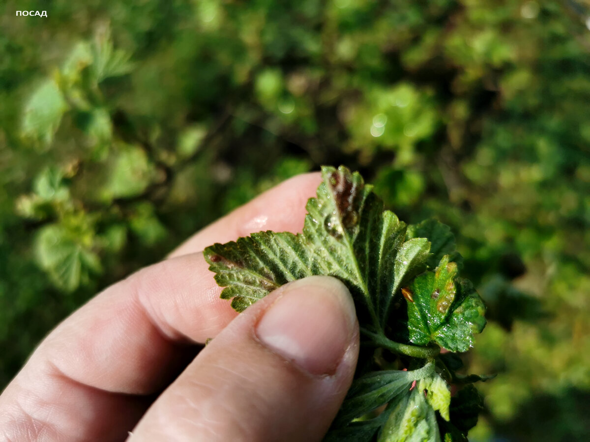 листочки ещё маленькие, а тля уже норовит заселиться.