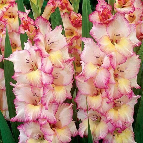 Гладиолус Спарклер: описание, характеристики, агротехника выращивания, отзывы