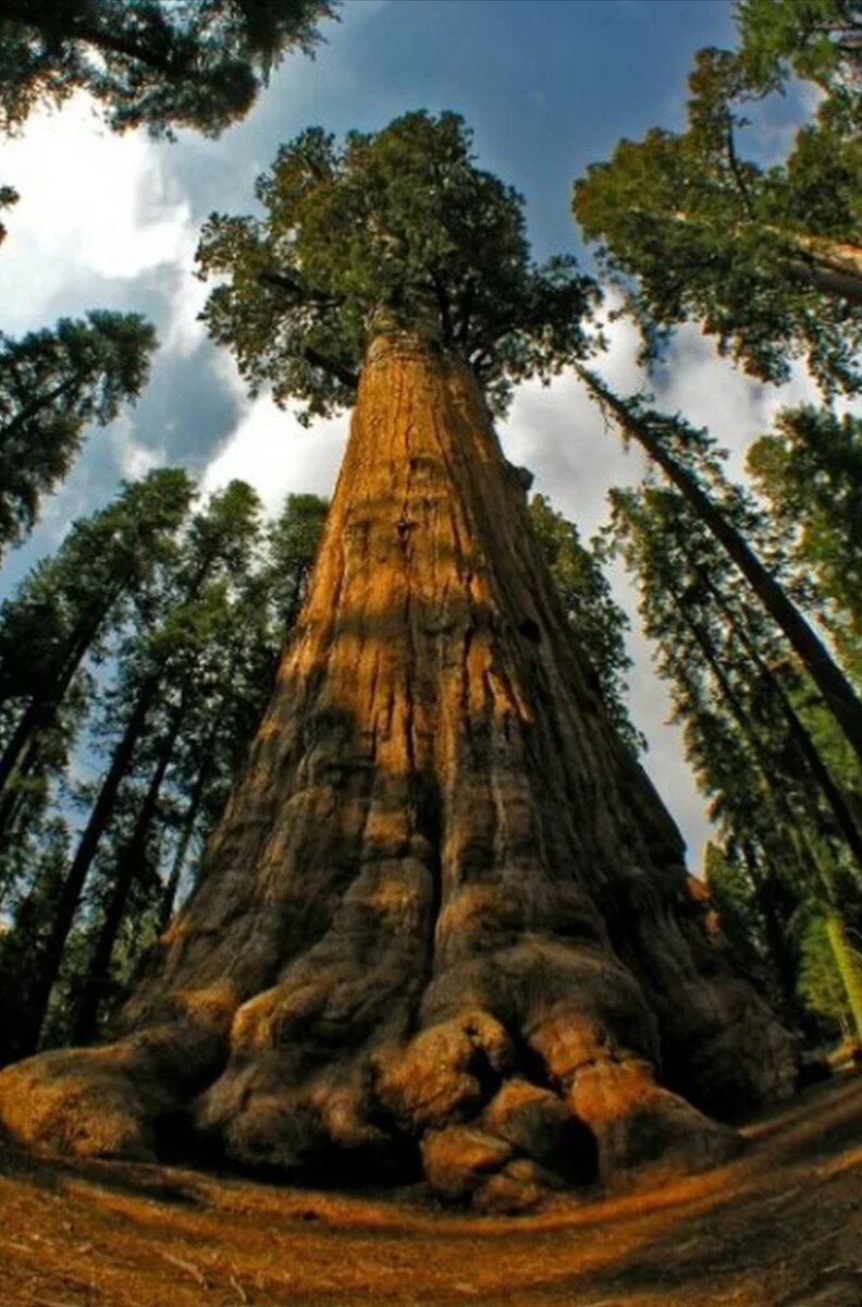 Дубы -великаны