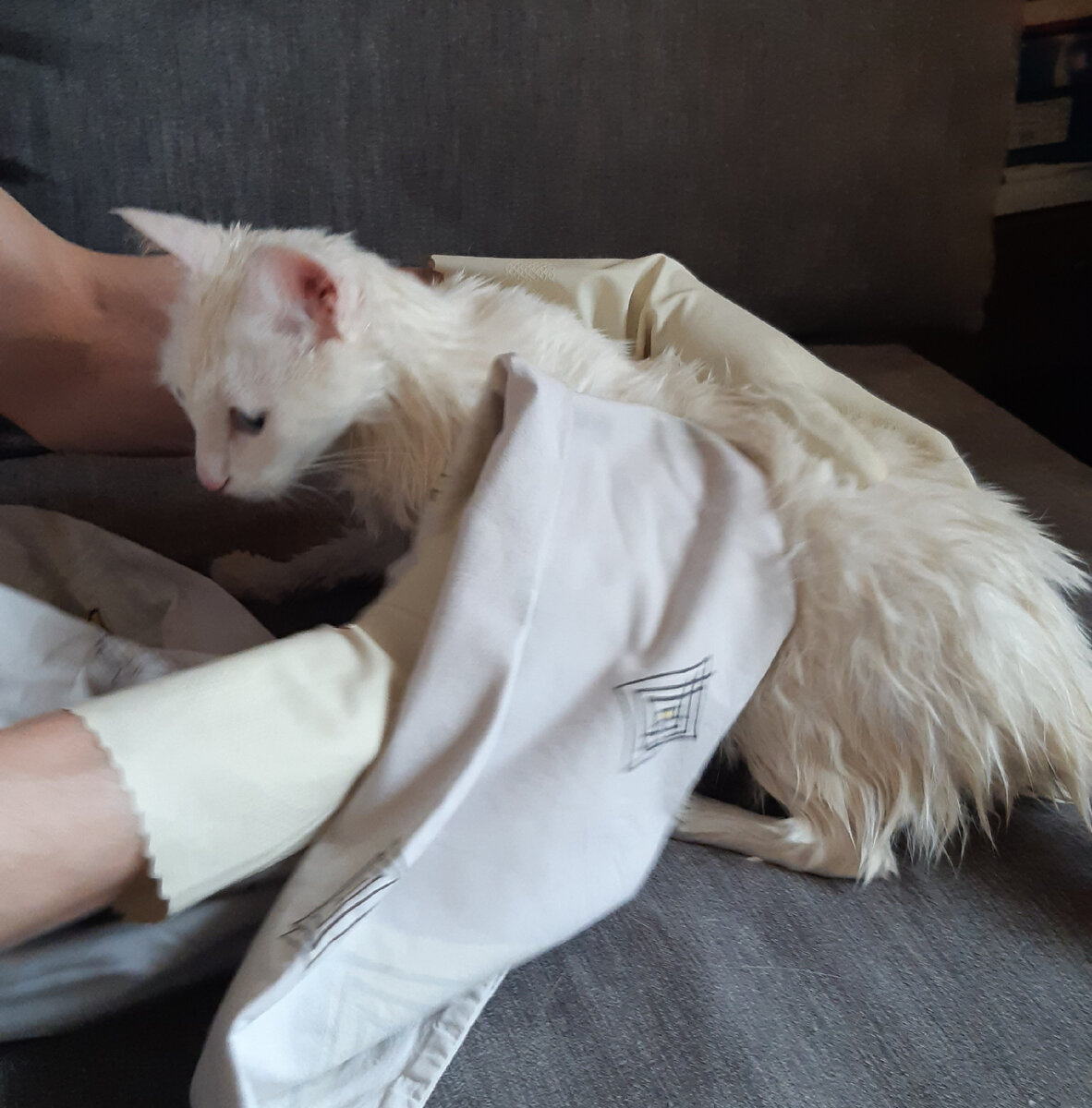 Выпускаем Мелкого обсыхать  самостоятельно