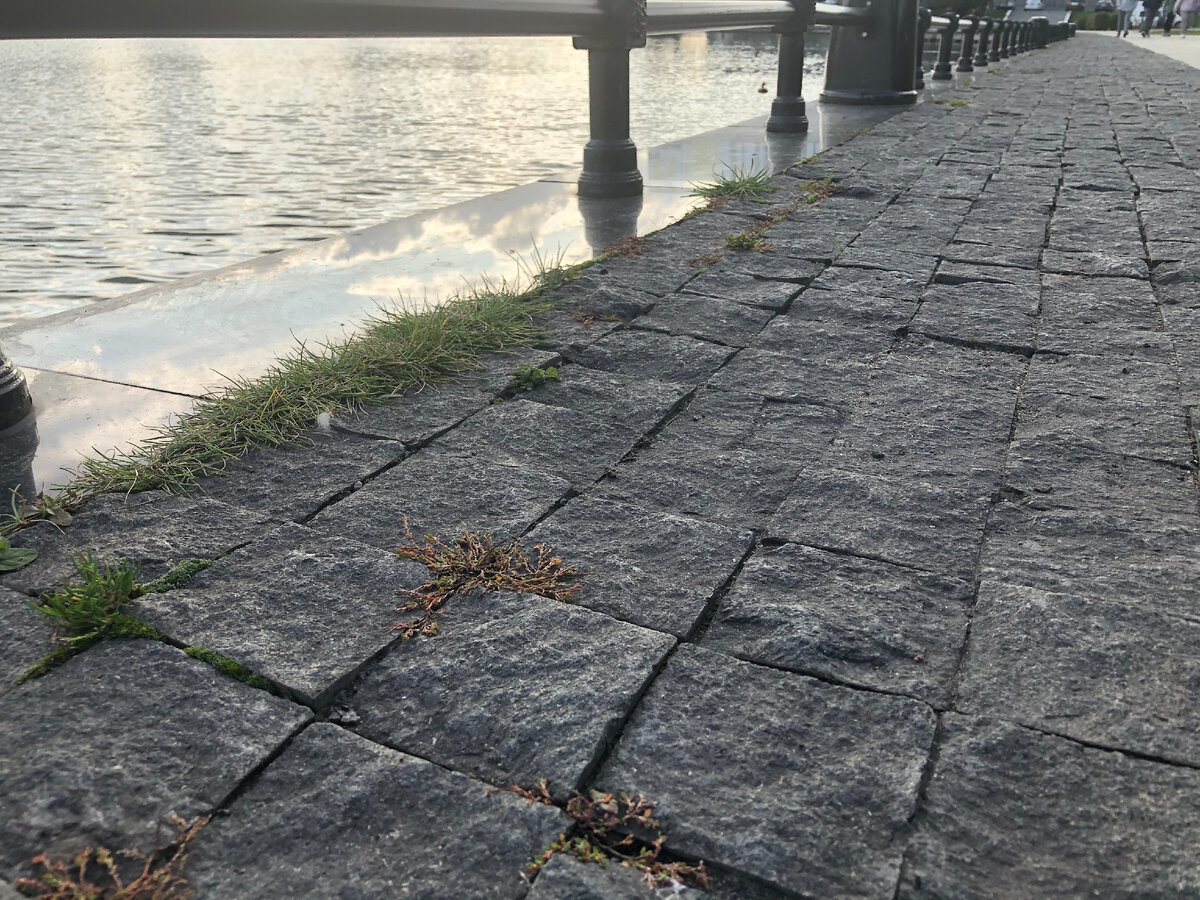 Да и в городе часто не помешала бы обработка брусчатки. Это фото сделал у Останкинского пруда в Москве. Фото автора