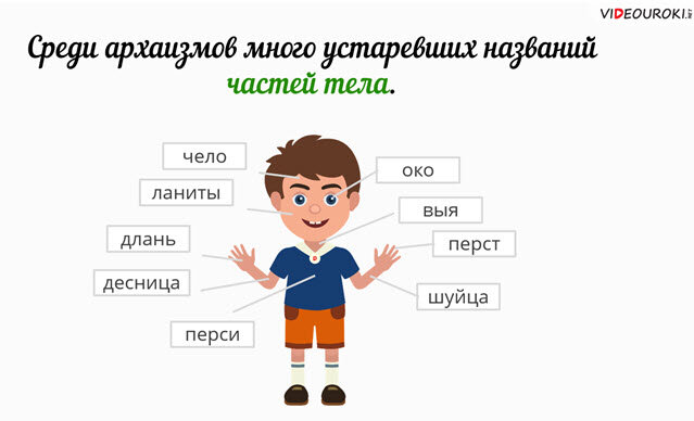 Чело 4 буквы. Архаизмы части тела. Устаревшие части тела человека. Архаизмы названия частей тела человека. Устаревшие названия частей тела и лица.