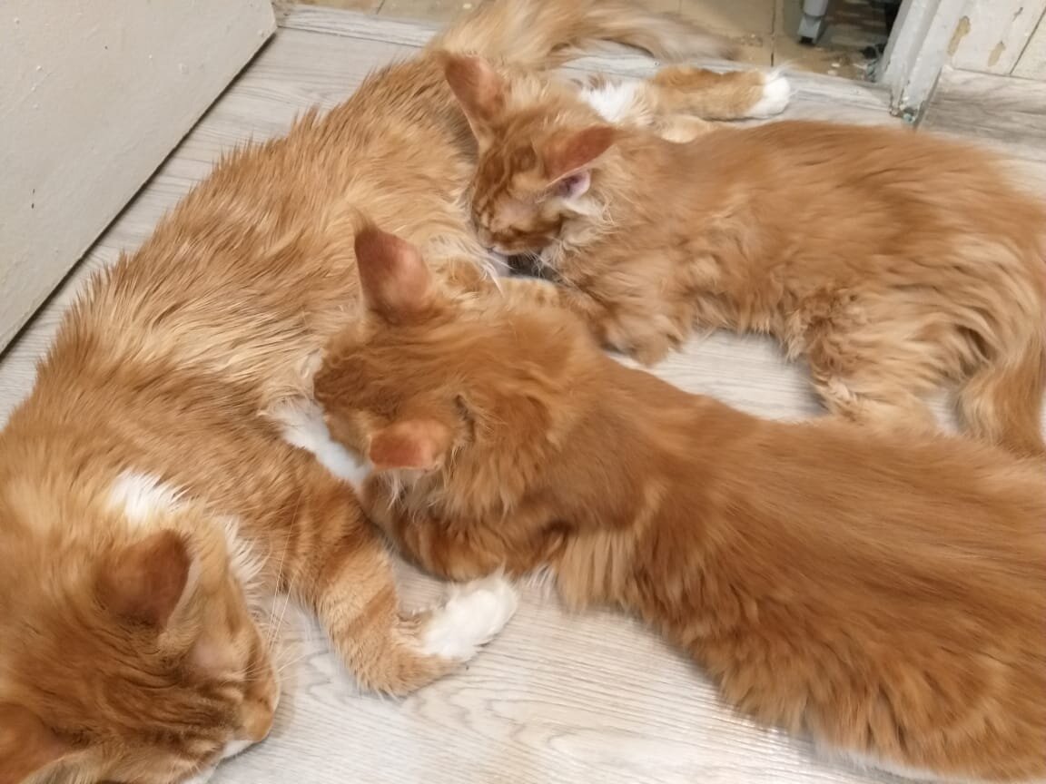 Это я с мамой и братишкой 