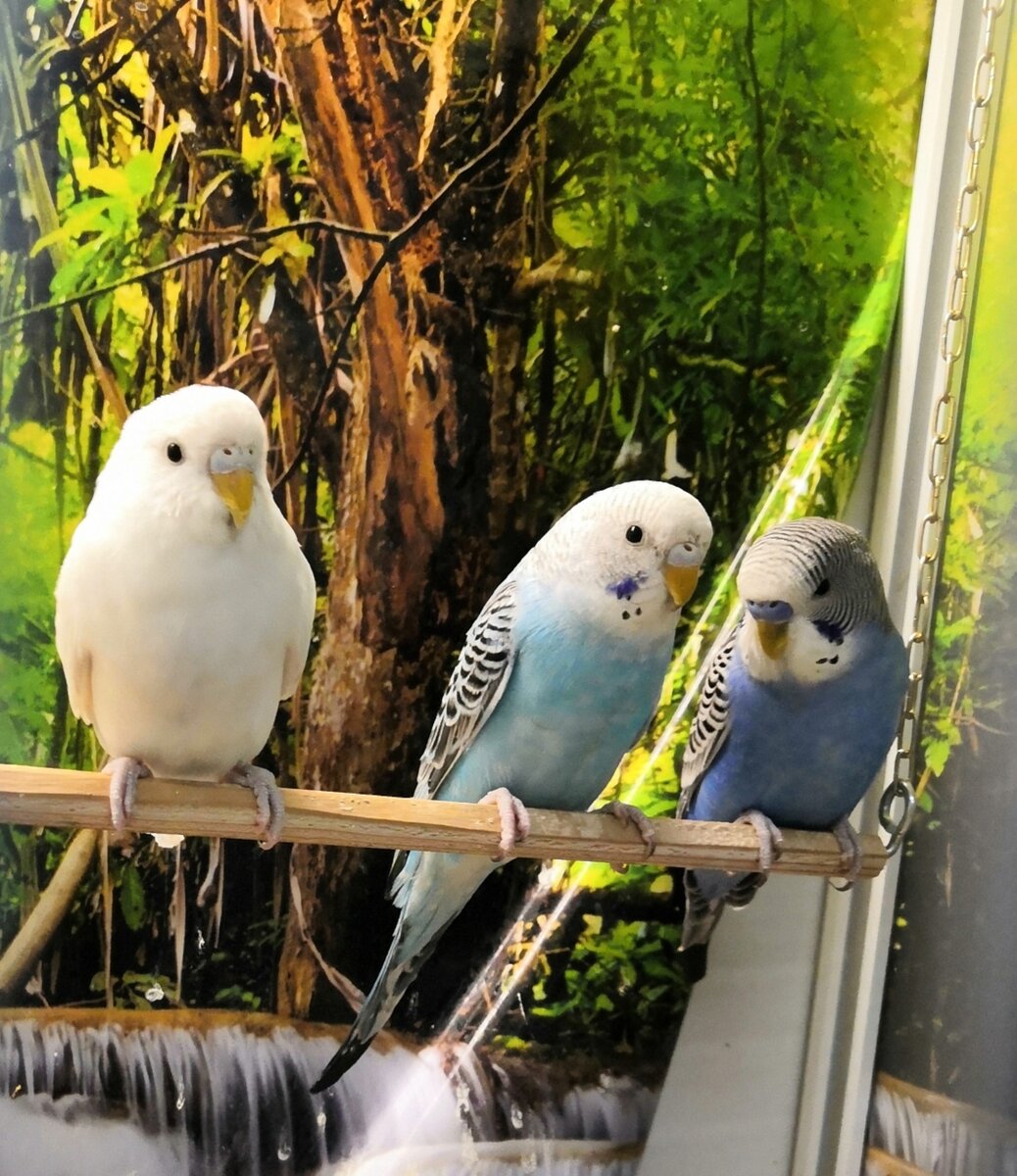 В дикой природе живут до 8-10 лет.