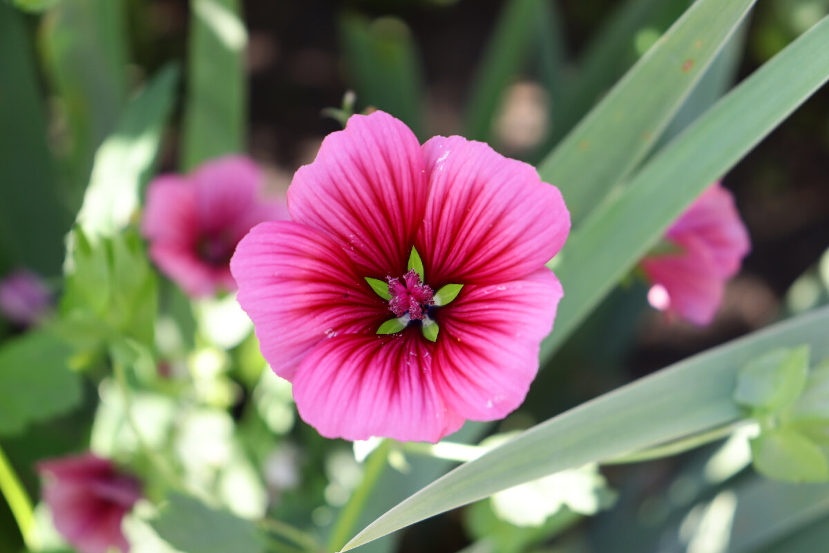 Malope Strawberries and Cream Mix Seeds - Pretty open blooms, useful for smaller