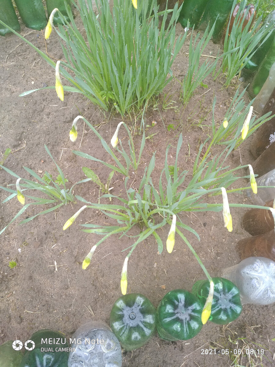 Распускайтесь поскорее,ведь уже стало теплеее...