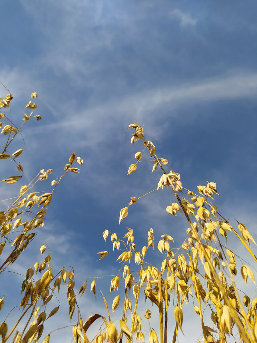 Толи небо смотрит в поле, толи поле в небеса.. 