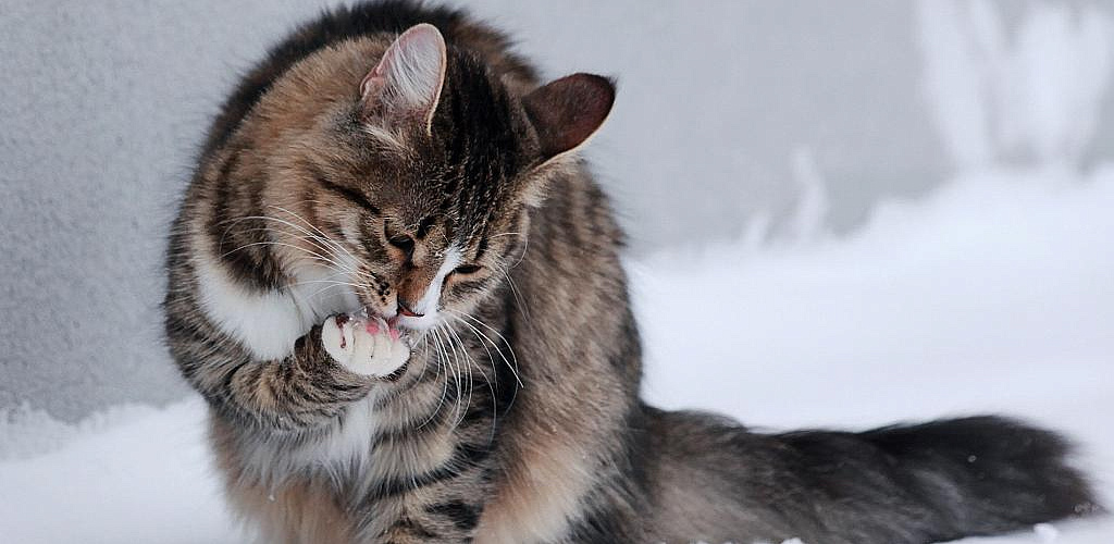 Лечение кошек в домашних условиях