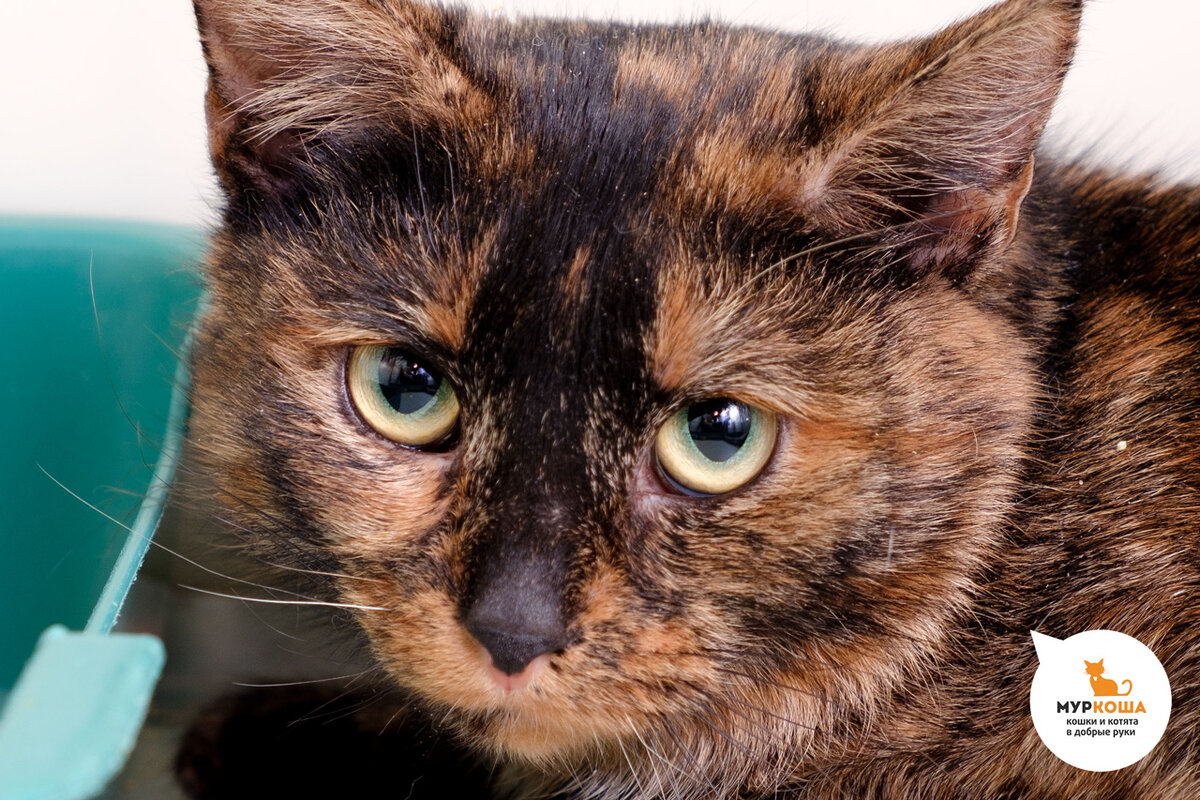 Любой позавидует такой шубке!