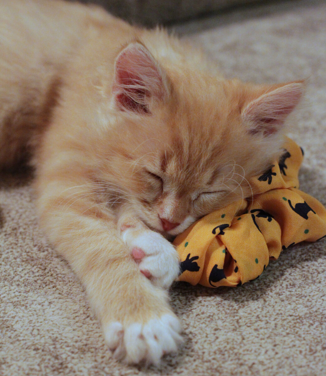 Бенечка спит на моей резинке для волос. Фото автора