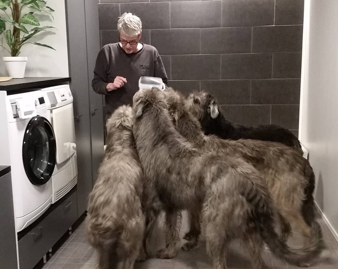 Собаки для охраны квартиры большая порода