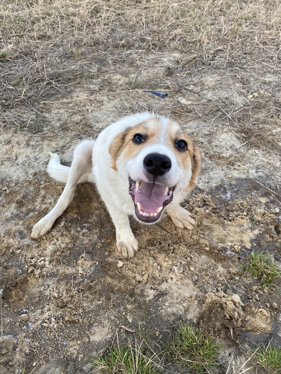 Собака жулик. Пес жулик. Погоняла жуликов смешные. Русские спаниели в кинологической службе. Лапулик фото.