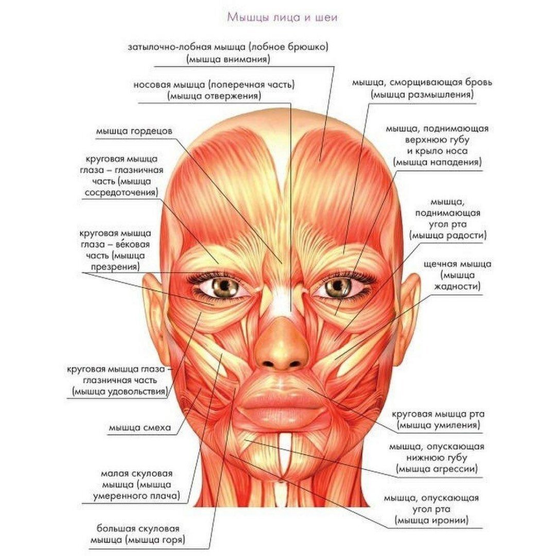 Мышцы на лице картинка