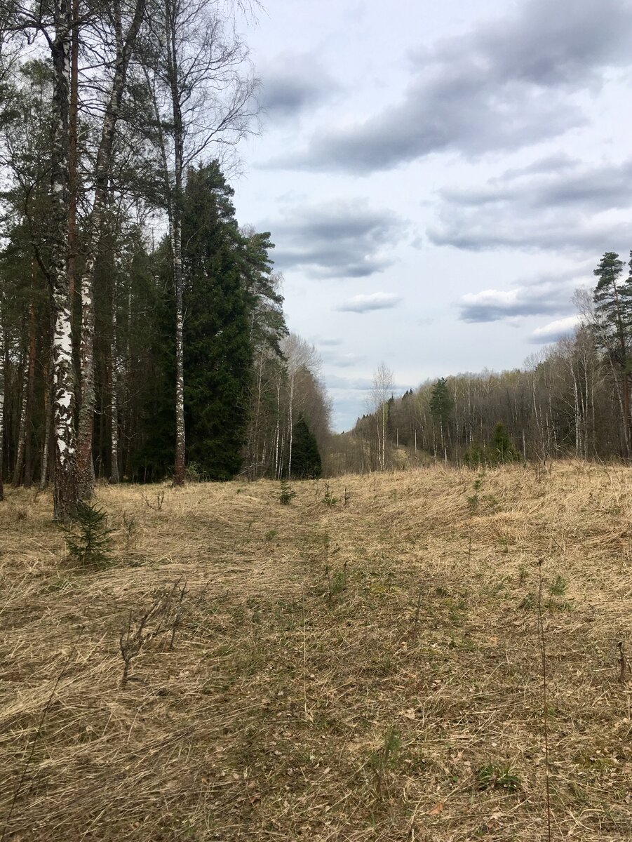 Такая трава любимое место охоты клещей