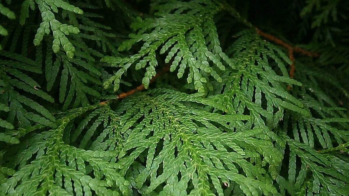 Ветвистая туя