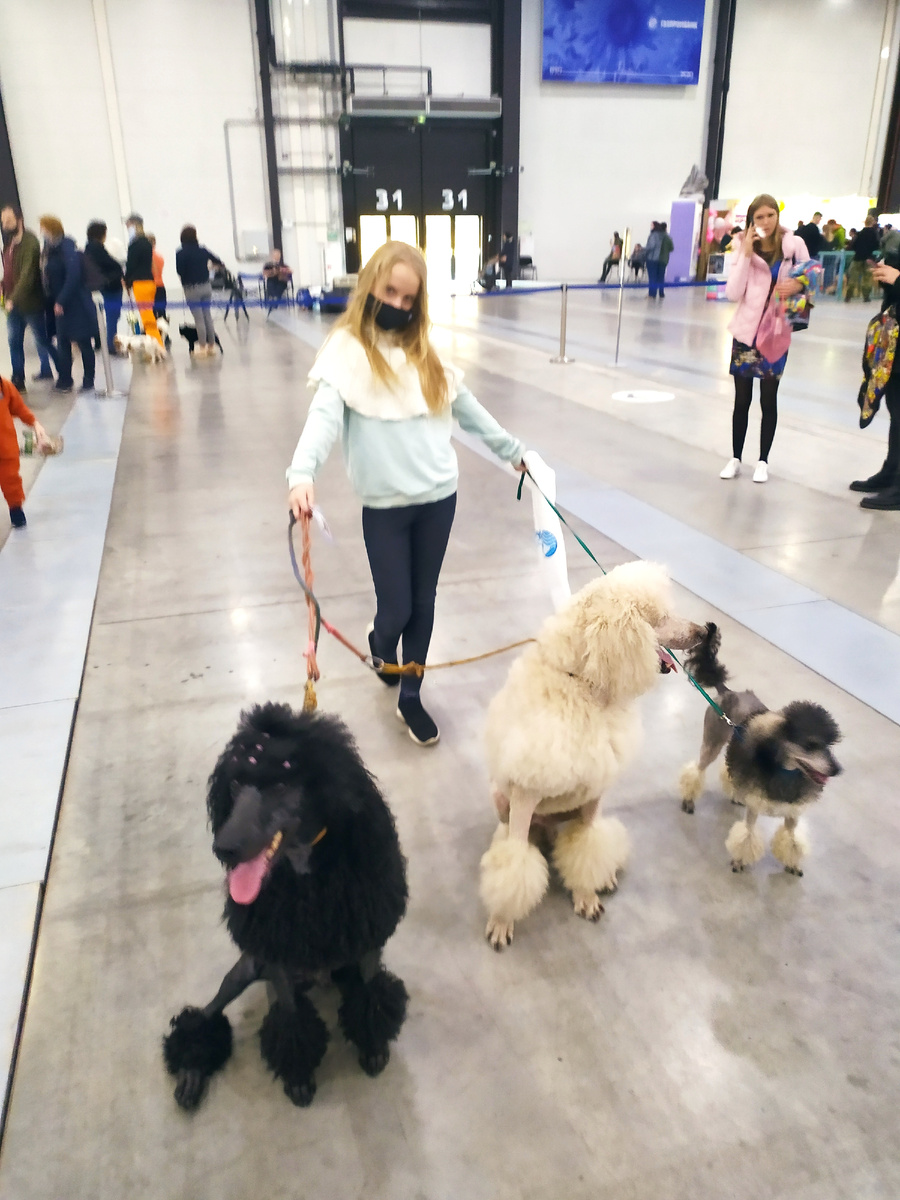 Диана с собачками