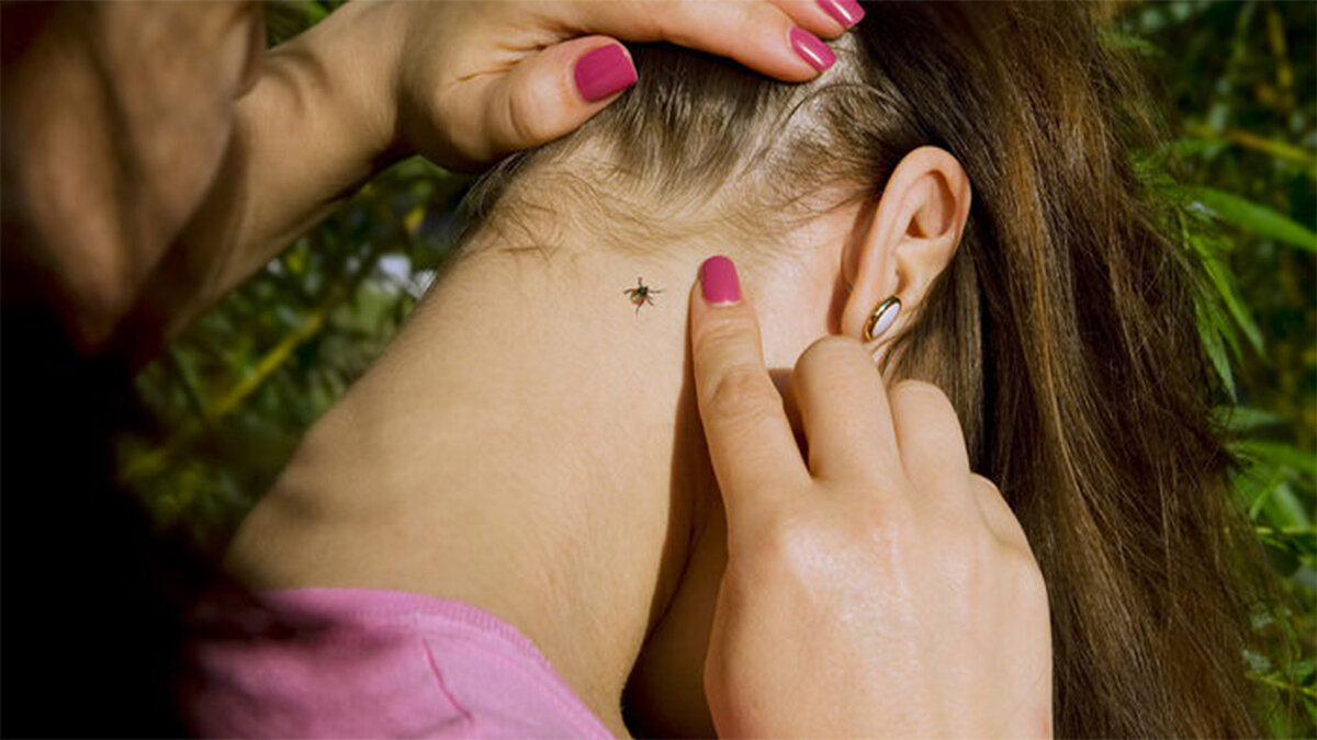 Обнаружение клещей