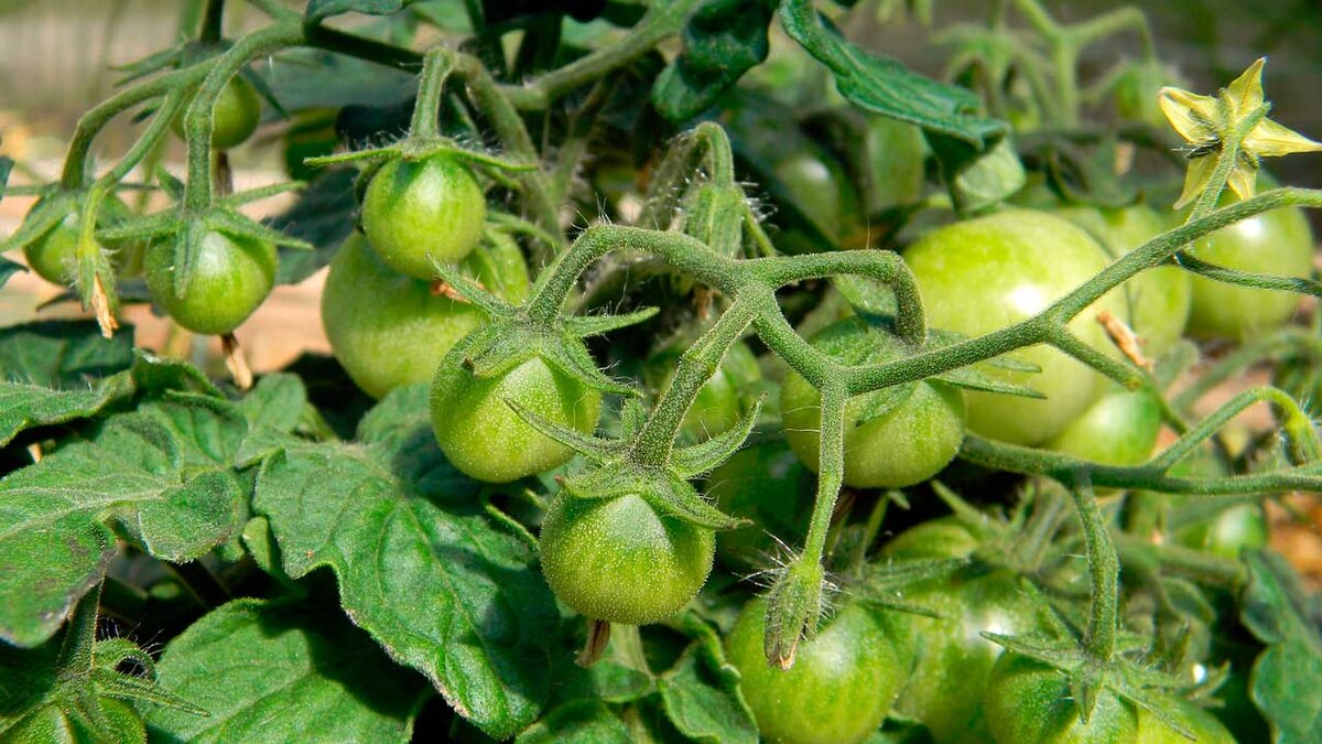 Чем полить и опрыскать томаты для хорошей завязи и крепких плодов