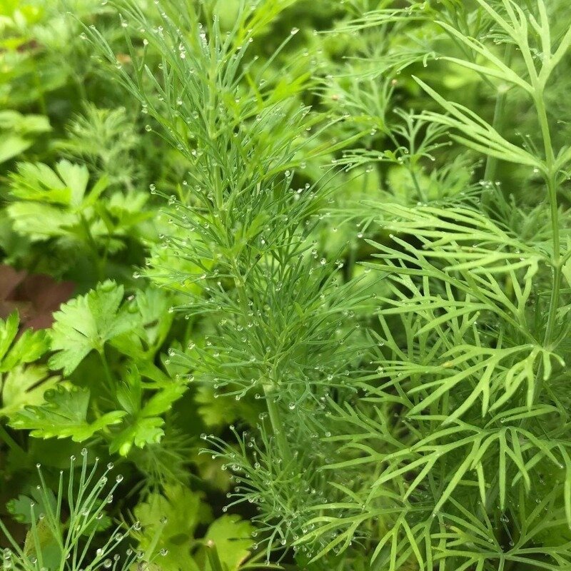 Фото  https://www.instagram.com/p/CCxhTj_jFlt/