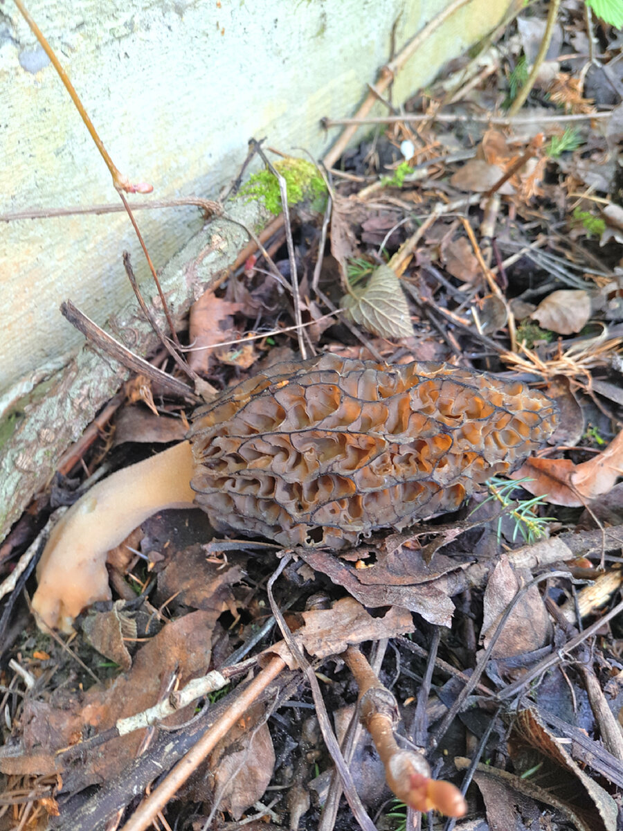 Вы уверены, что это съедобный гриб?  Серенькое - это бетонный фундамент соседского забора