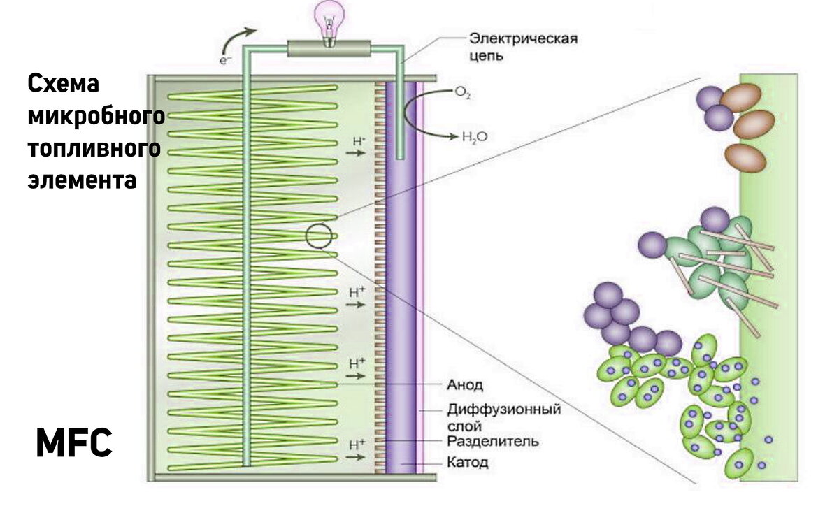 Одна из схем микробного топливного элемента