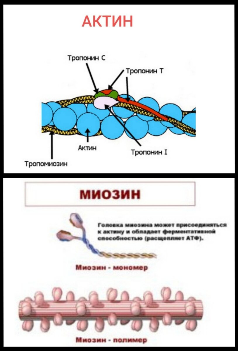 Синтез миозина