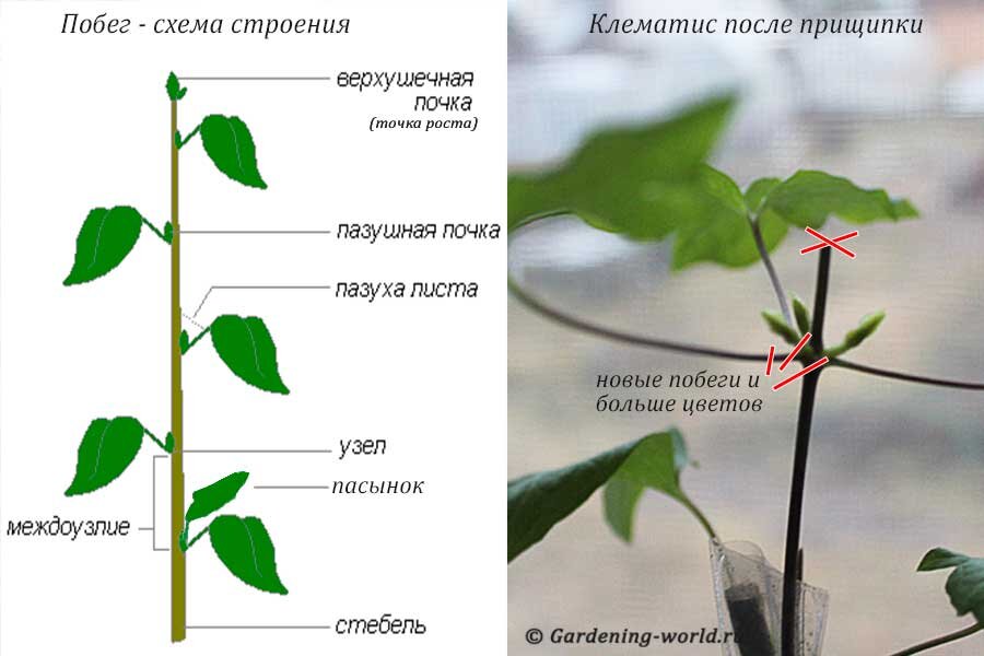 Основные процессы жизнедеятельности растений